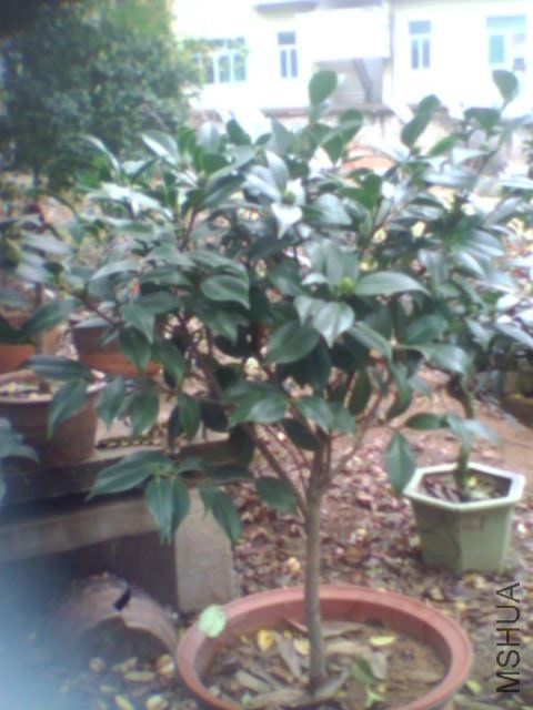 ����Ļ�ĵ��