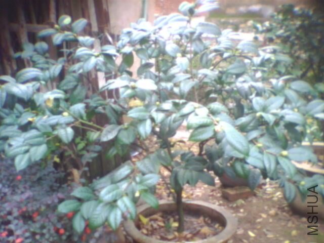 ���������˼