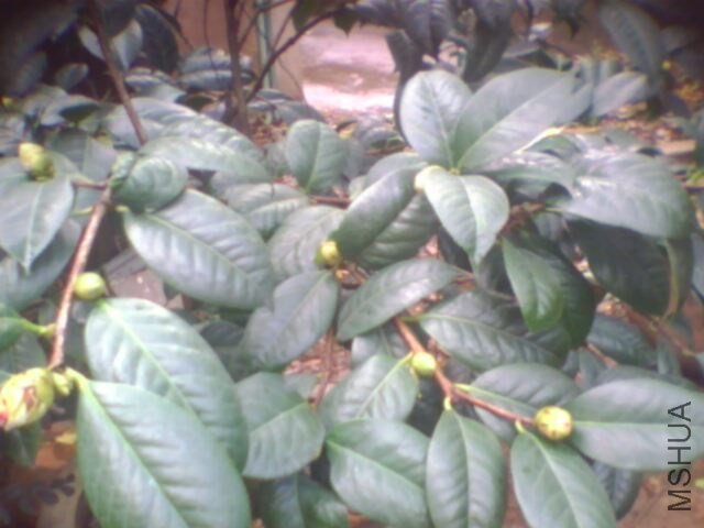 ��һ���Ҷ����