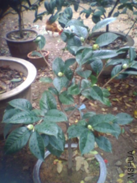 ���������˼