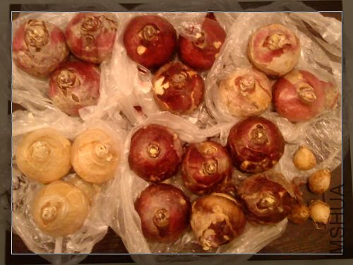 �����Ӻ����ѷ�