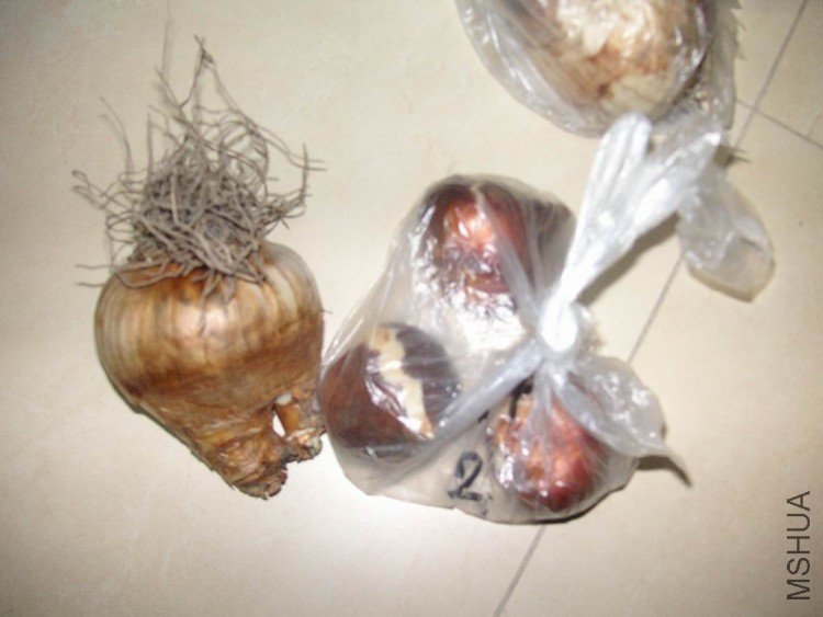 ������С PICT5787.JPG