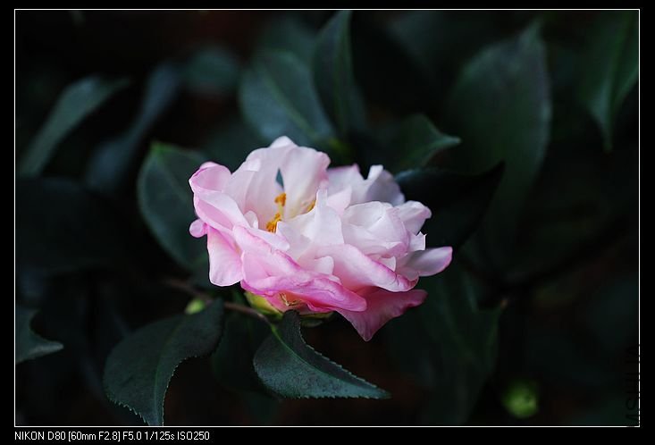 nEO_IMG_DSC_0127.jpg