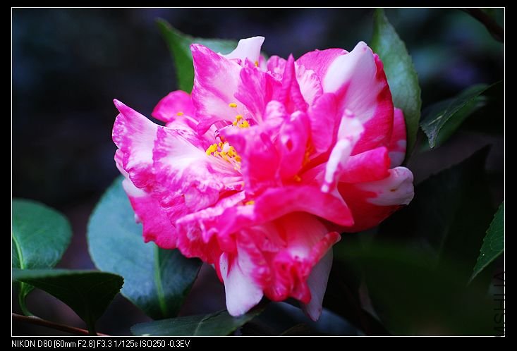 nEO_IMG_DSC_0137.jpg