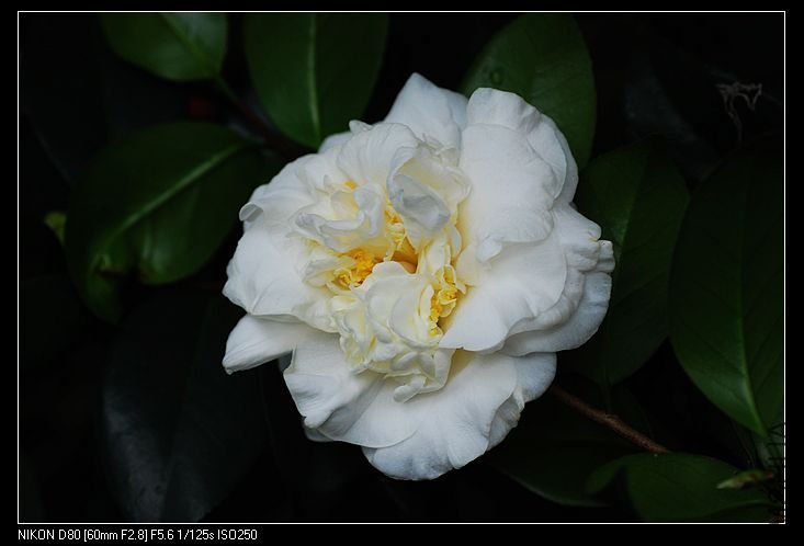 nEO_IMG_DSC_0130.jpg