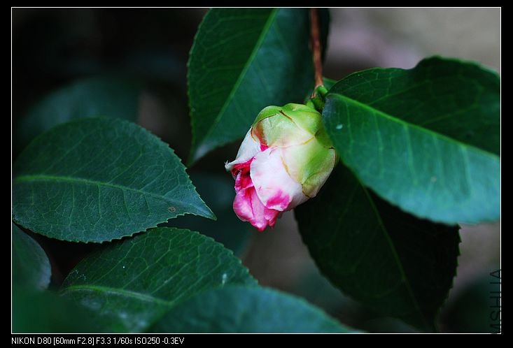 nEO_IMG_DSC_0138.jpg