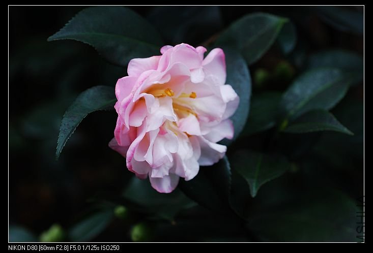 nEO_IMG_DSC_0126.jpg