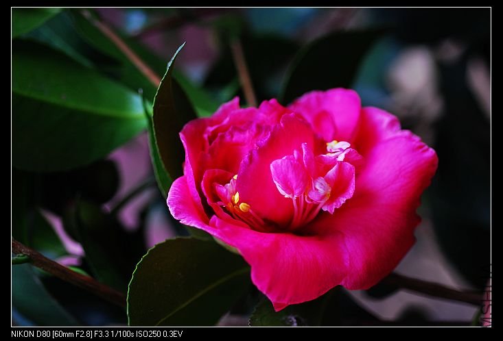 nEO_IMG_DSC_0134.jpg