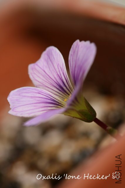 Ione Hecker 2009 11 29_1.jpg