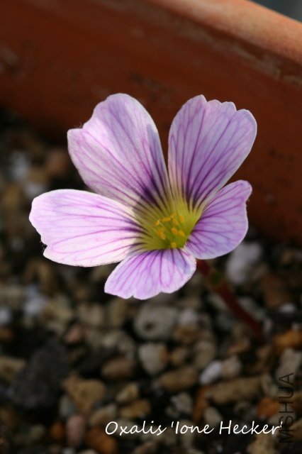 Ione Hecker 2009 11 29_2.jpg