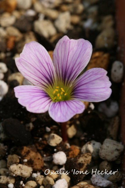 Ione Hecker 2009 11 29_3.jpg