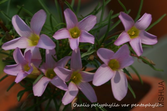 polyphylla var pentaphylla 2009 11 29.jpg