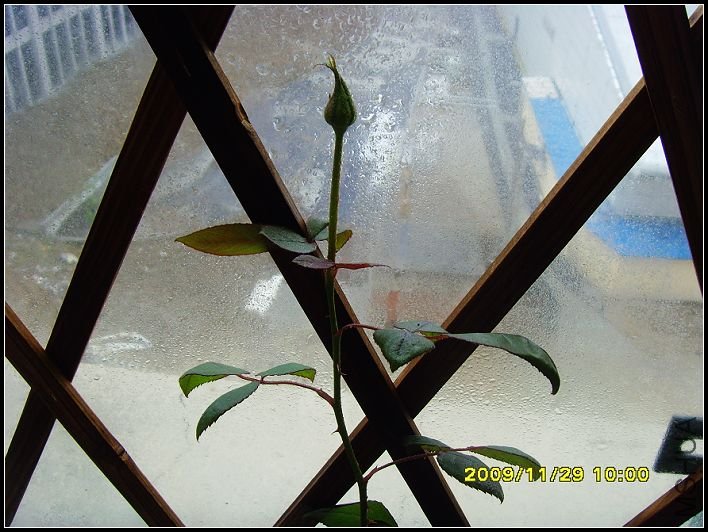 �����ҵĺ�õ�壬�Ѿ��򻨰���