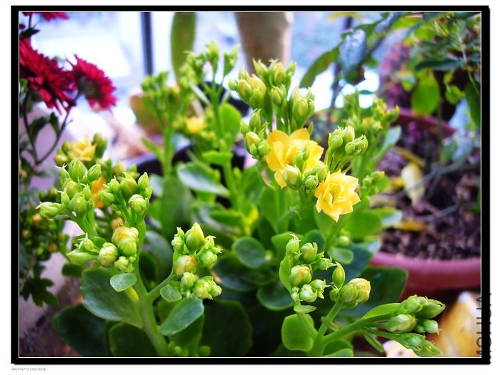 �Ƴ�����Ҳ~�����ۺ죬õ���ѳ˻ƺ�ȥ