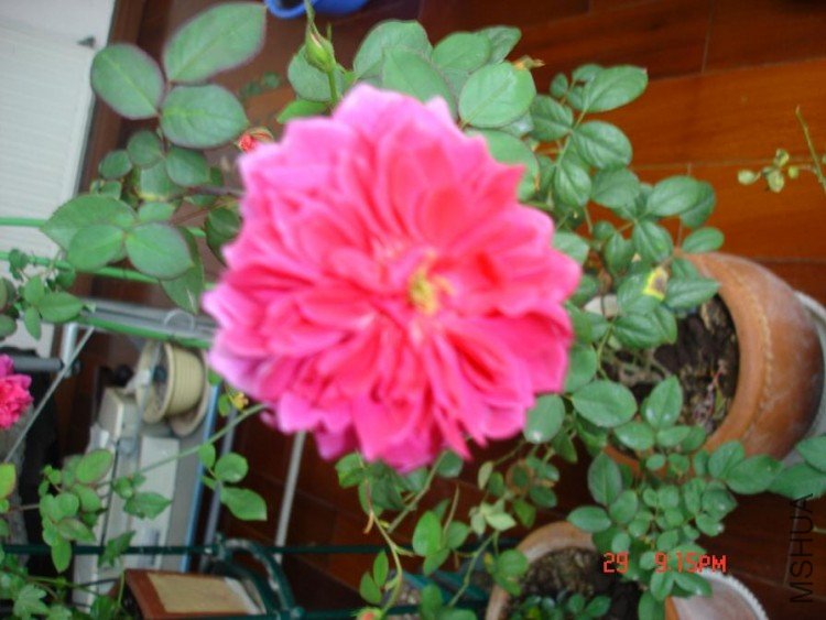 ��Ƭ2009,11.21 054.jpg