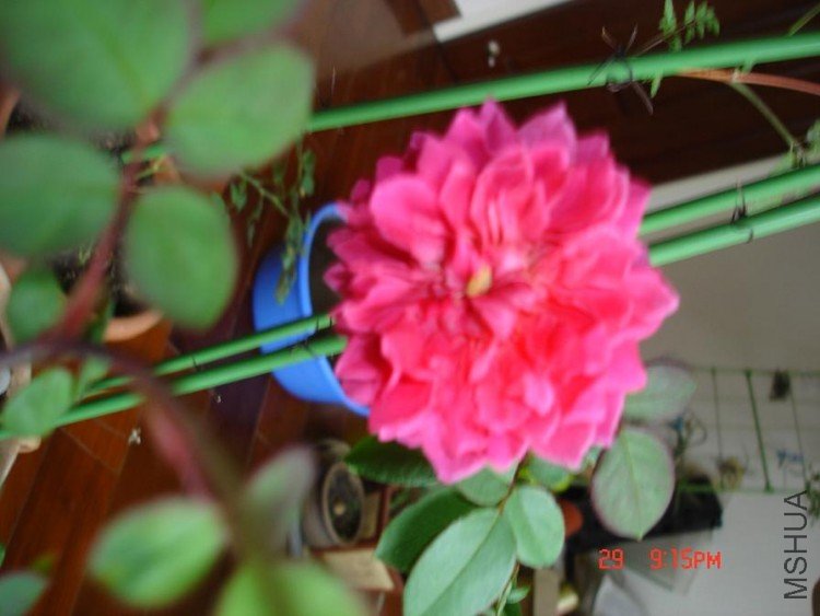 ��Ƭ2009,11.21 056.jpg