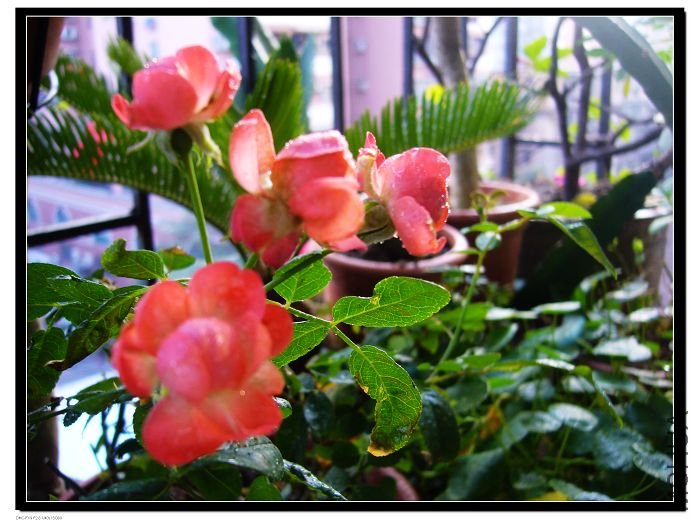 �ǿ�����������¡�Խ��Խ�٣�׼��Ҫ����ǿ��һ���������ִ��˼���С�������������ˣ���������̫��~~~