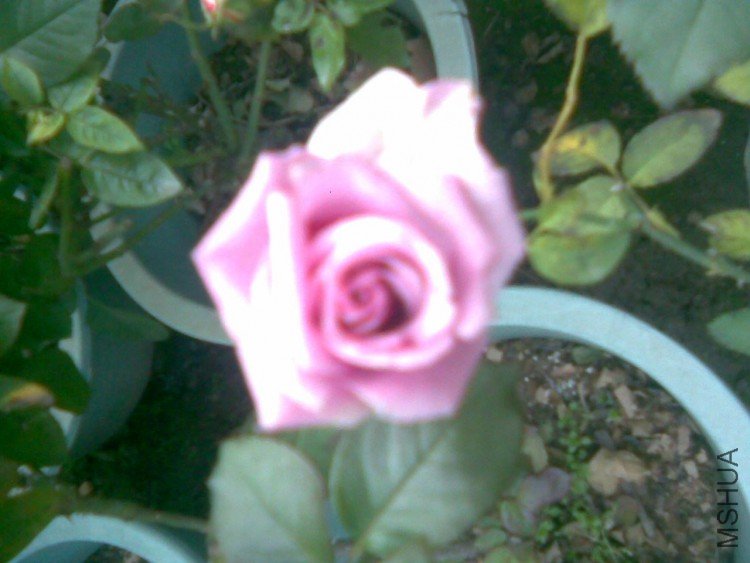 ��˵�е���ɫ��