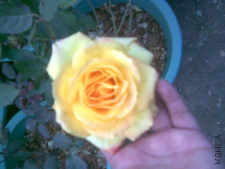 ��ɫҲ�ܺÿ�