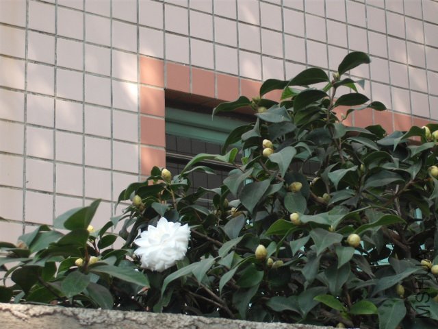 ѩ�����Ҿ���¥������ȷ��