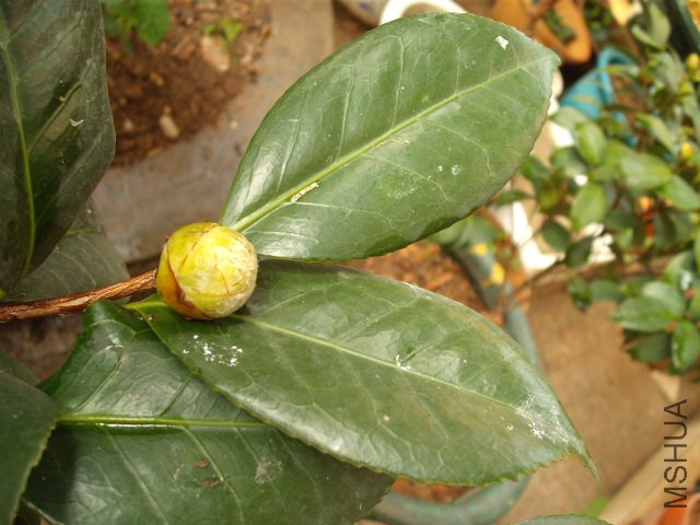 ������ҶƬ������