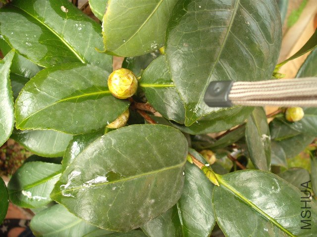 �����Ļ�����Բ�ε�