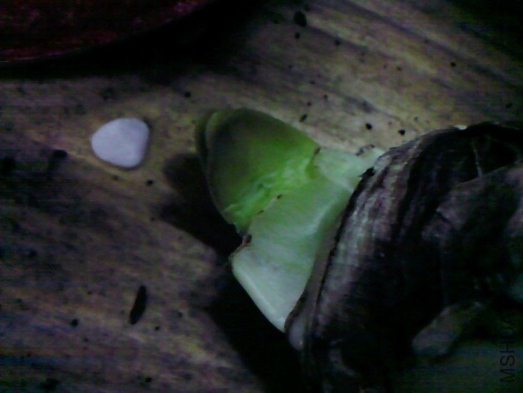��Ƭ-0782.jpg
