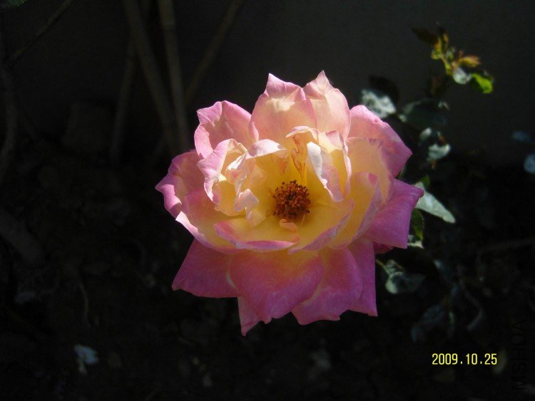 SNV83977.jpg