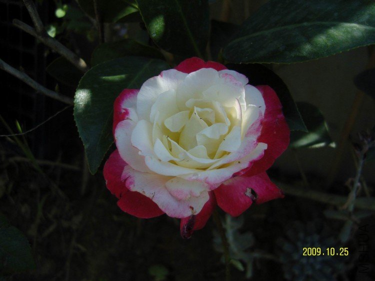 SNV83976.jpg