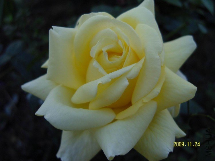 SNV84011.jpg
