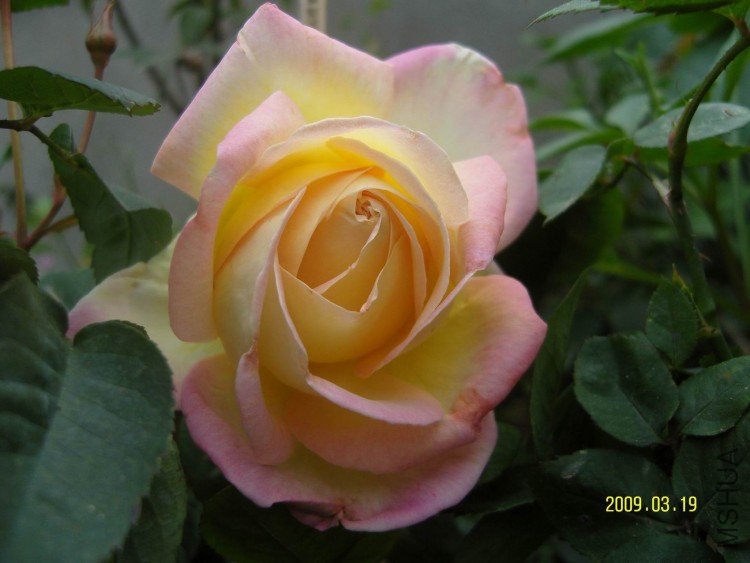 SNV83481.jpg