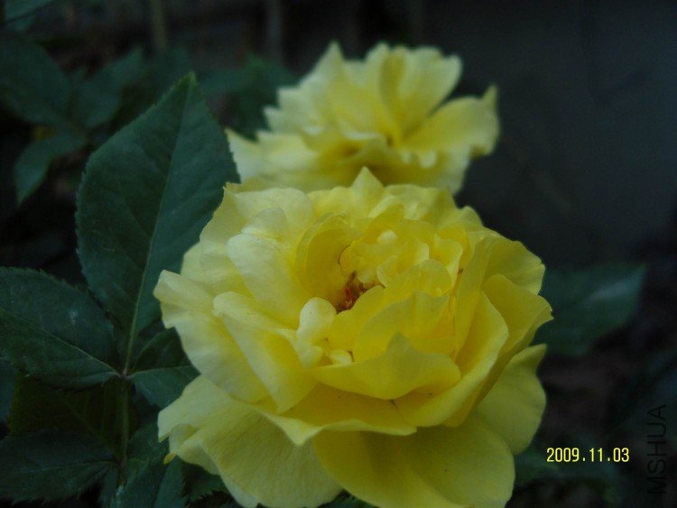 SNV83993.jpg