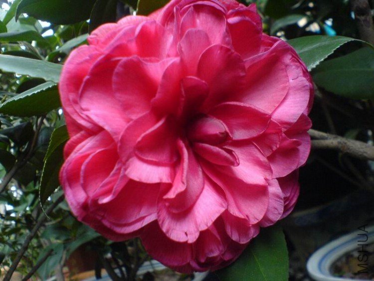 DSC00168.JPG