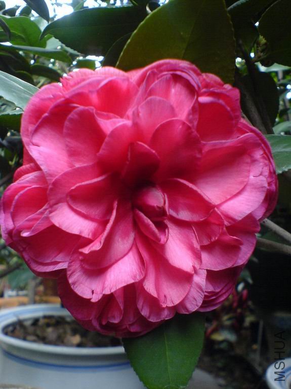 DSC00166.JPG
