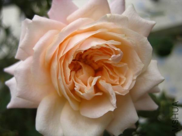 ������С �ﻨ 112.jpg