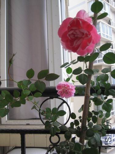 ������С �ﻨ 141.jpg