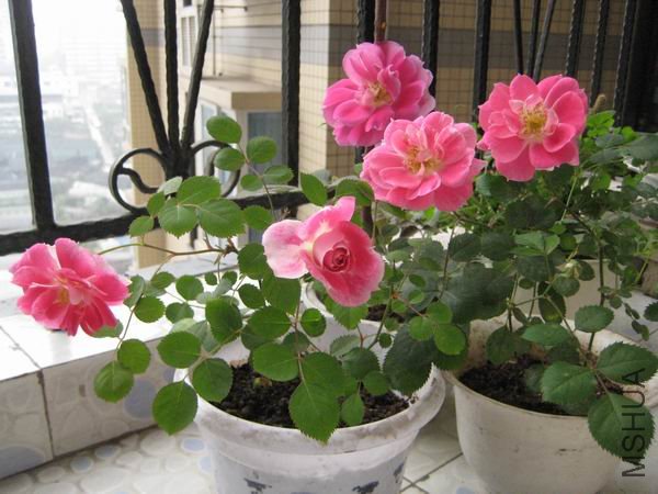 ������С ���� 001.jpg