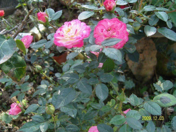 SNV84044.JPG