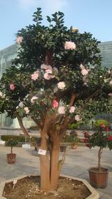 DSC03781.JPG