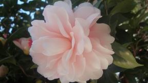 DSC03785.JPG
