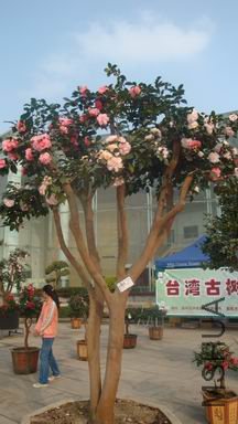 DSC03789.JPG