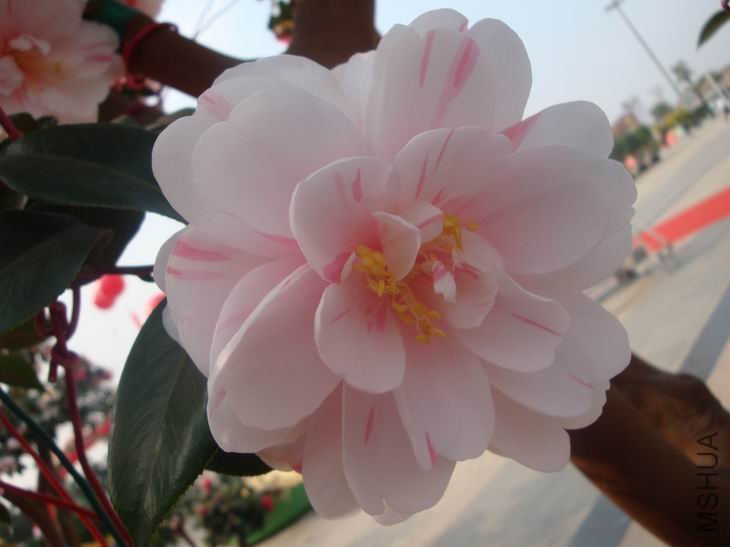 DSC03870.JPG