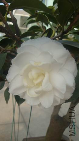 DSC03792.JPG