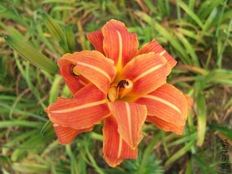 ����Daylily��Love Nook��