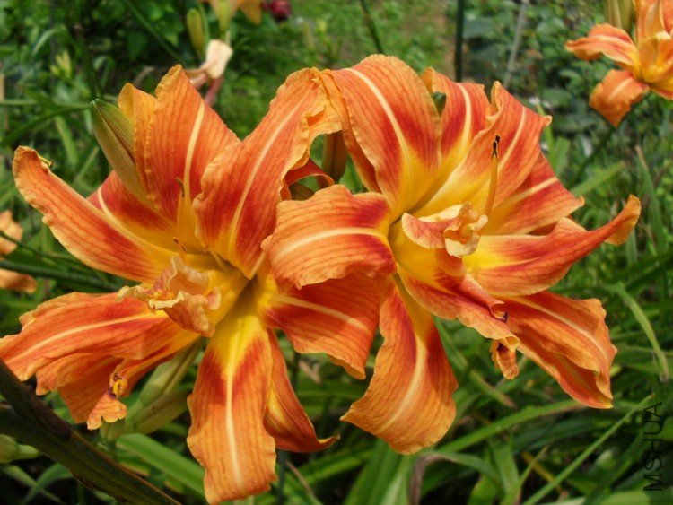 ����Daylily��Love Nook��