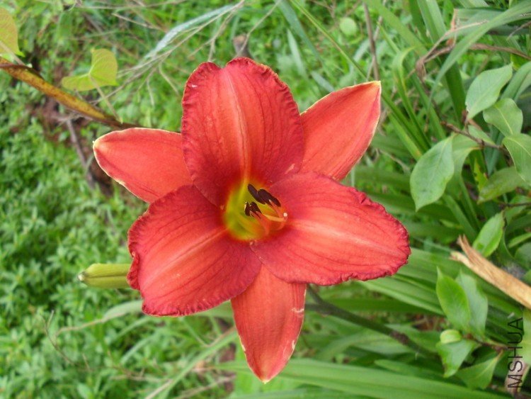 ������Daylily��Red poll��