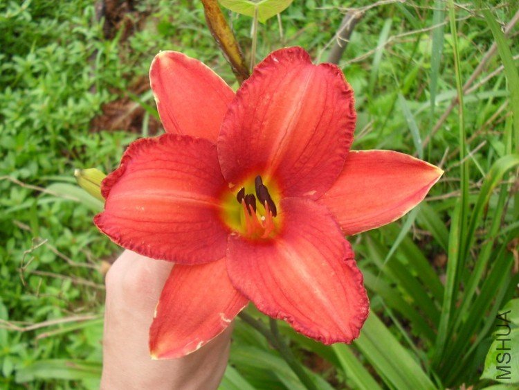 ������Daylily��Red poll��