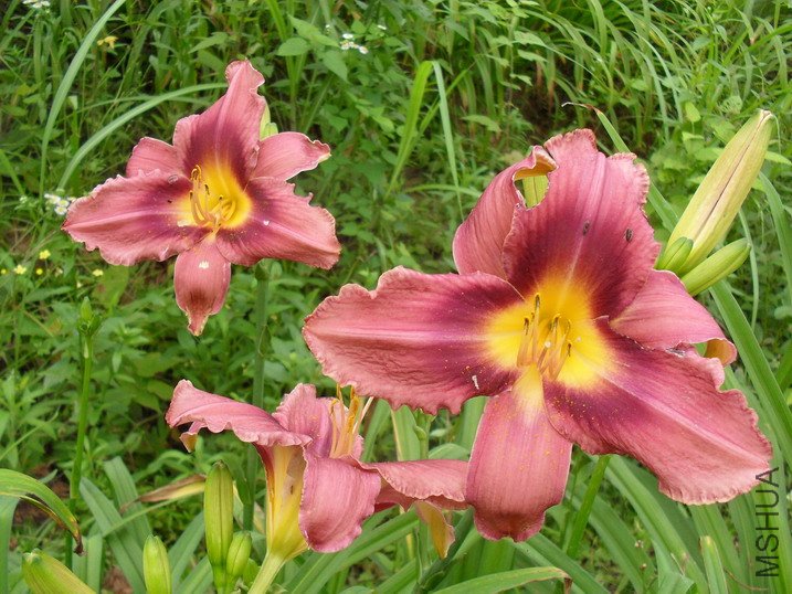 Daylily��PURPLE BI-COLOR SF��
