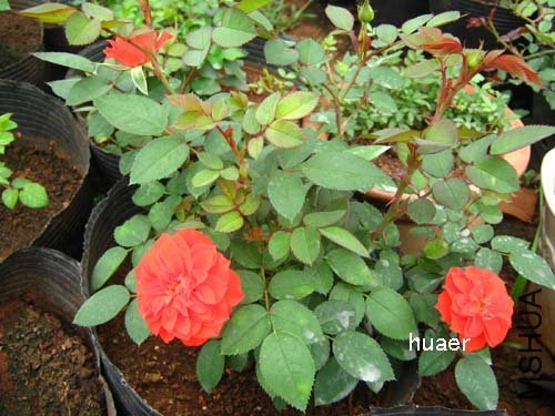 IMG_5883 ����.jpg