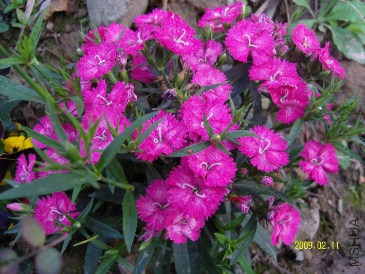 SNV82663.jpg